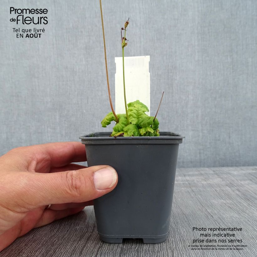 Exemplaar van Cortusa matthioli pekinensis Kweekpotje van 8/9 cm zoals geleverd in de zomer