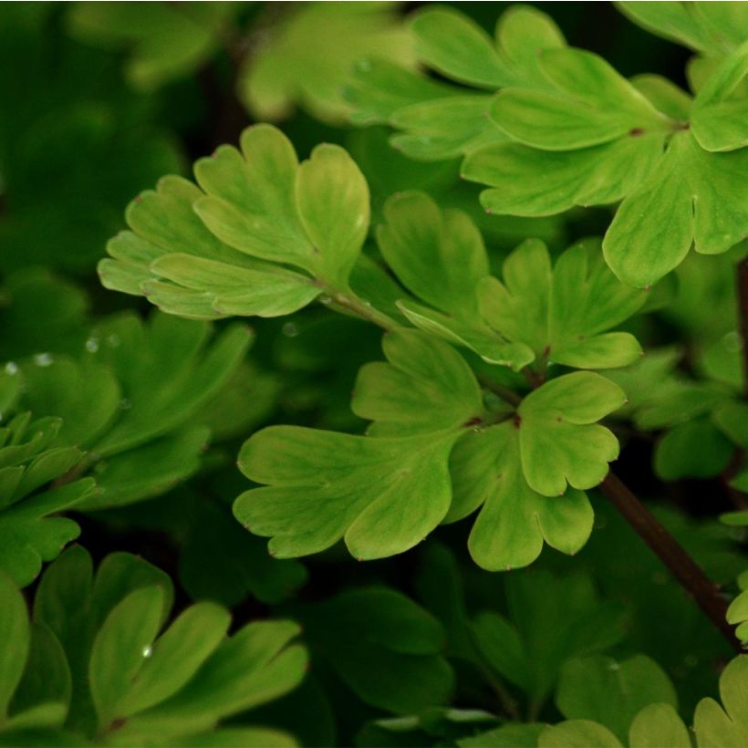 Corydalis flexuosa - Helmbloem (Blad)