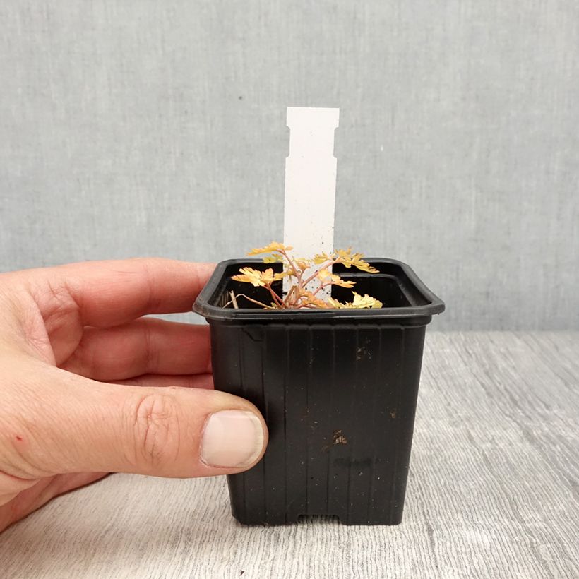 Exemplaar van Corydalis Berry Exciting Kweekpotje van 8/9 cm zoals geleverd in de lente