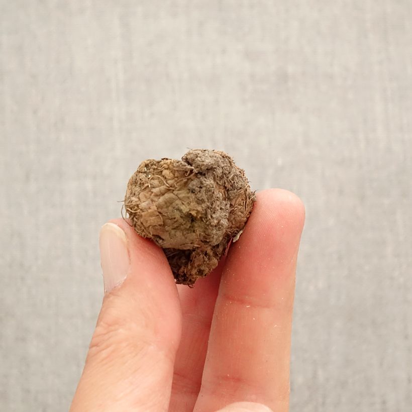 Exemplaar van Corydalis solida Bird of Paradise - Vingerhelmbloem Bol kaliber I zoals geleverd in de lente