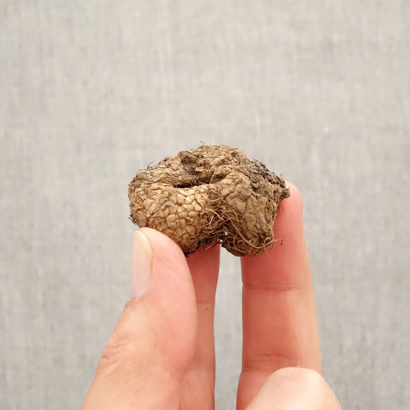 Exemplaar van Corydalis solida subsp. solida - Vingerhelmbloem Bol kaliber I zoals geleverd in de lente