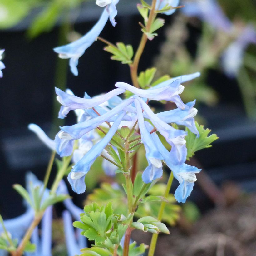 Corydalis Craigton Blue - Helmbloem (Flowering)
