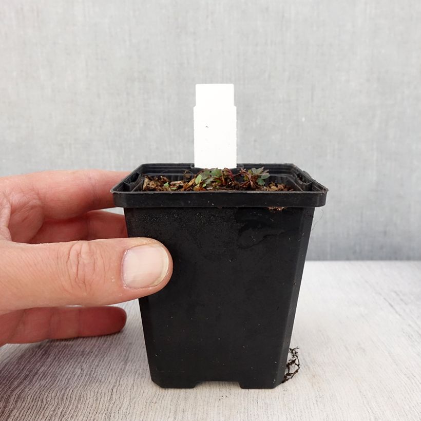 Exemplaar van Corydalis curviflora subsp. rosthornii Blue Heron - Helmbloem Kweekpotje van 8/9 cm zoals geleverd in de lente