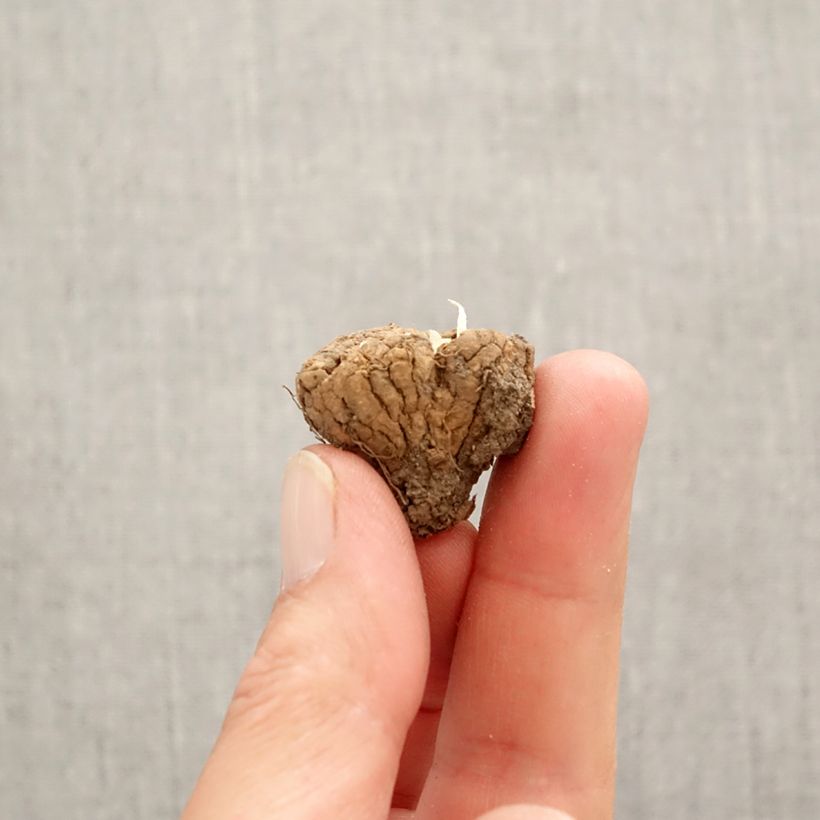 Exemplaar van Corydalis solida Firebird - Vingerhelmbloem Bol kaliber I zoals geleverd in de lente