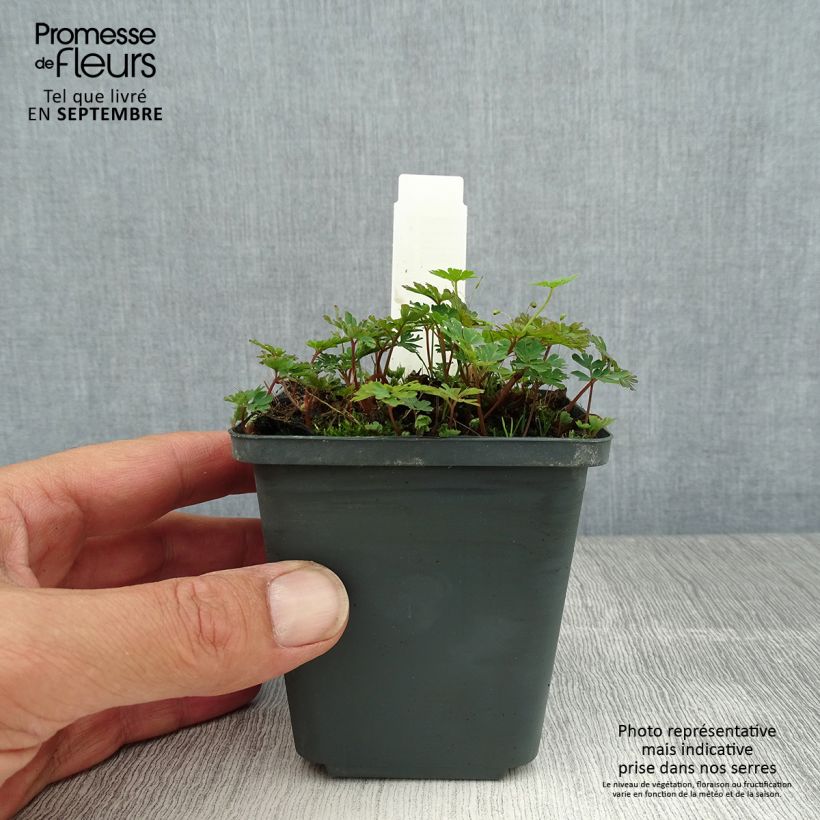 Exemplaar van Corydalis flexuosa Purple Leaf - Helmbloem Kweekpotje van 8/9 cm zoals geleverd in de zomer