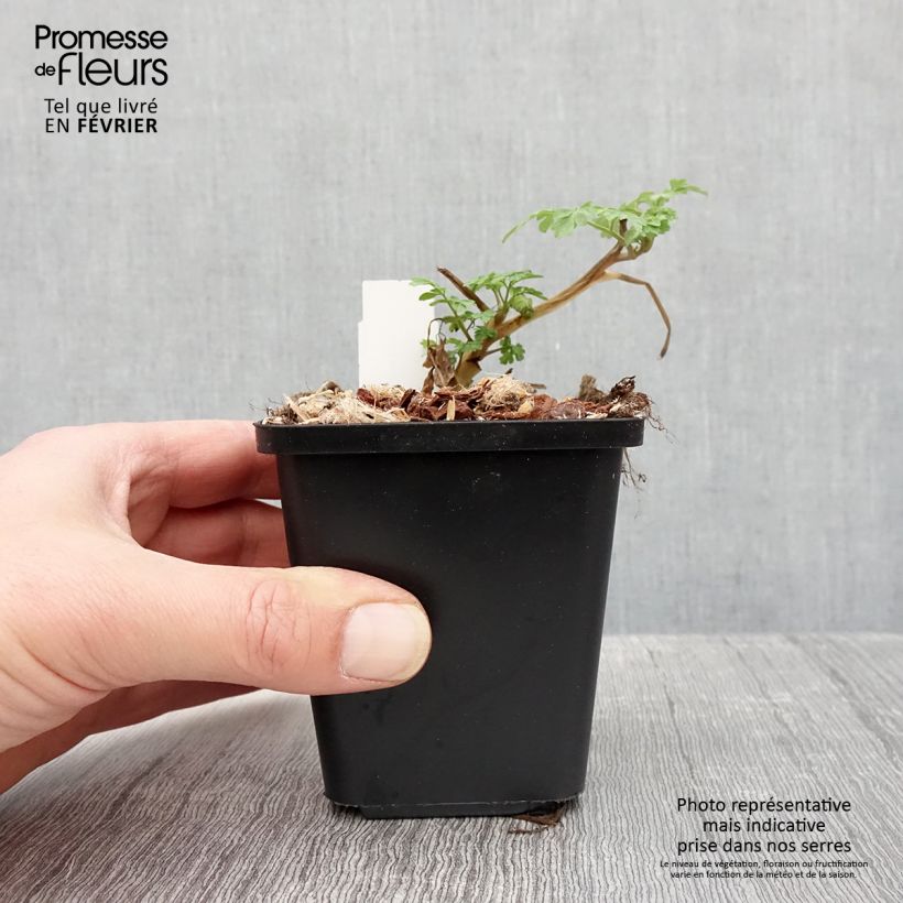 Example of Corydalis lutea - Corydale jaune Kweekpotje van 8/9 cm as you get in hiver