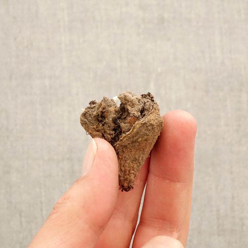 Exemplaar van Corydalis pumila - Helmbloem Bol kaliber I zoals geleverd in de lente