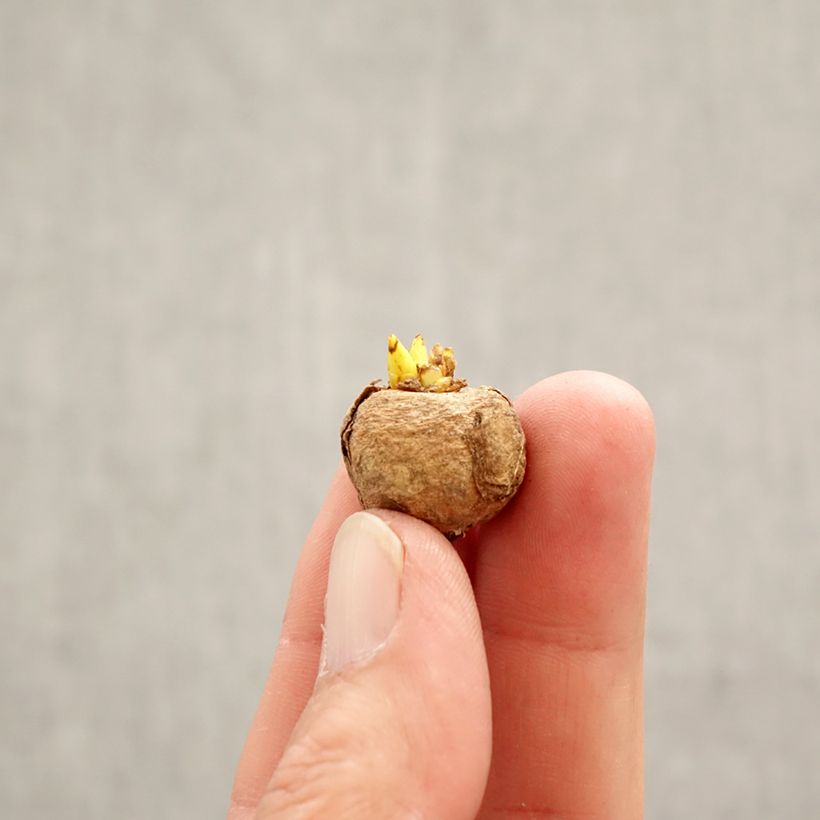 Exemplaar van Corydalis solida Purple Bird - Vingerhelmbloem Bol kaliber 5+ zoals geleverd in de lente