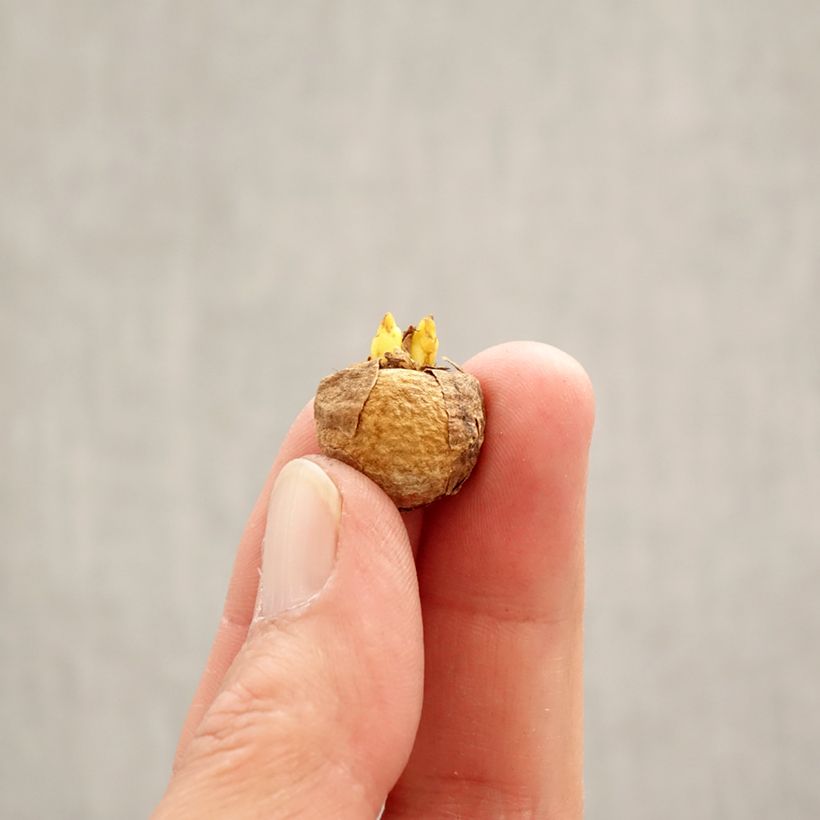 Exemplaar van Corydalis solida White Swallow - Vingerhelmbloem Bol kaliber 5+ zoals geleverd in de lente