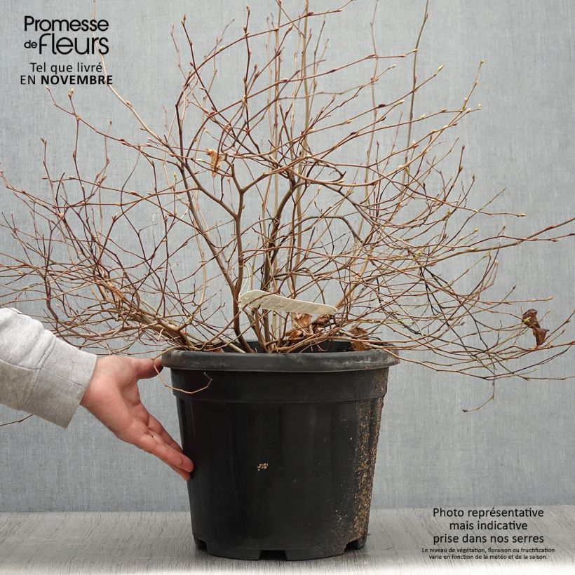 Exemplaar van Corylopsis pauciflora - Schijnhazelaar Pot van 12 l/15 l zoals geleverd in de herfst
