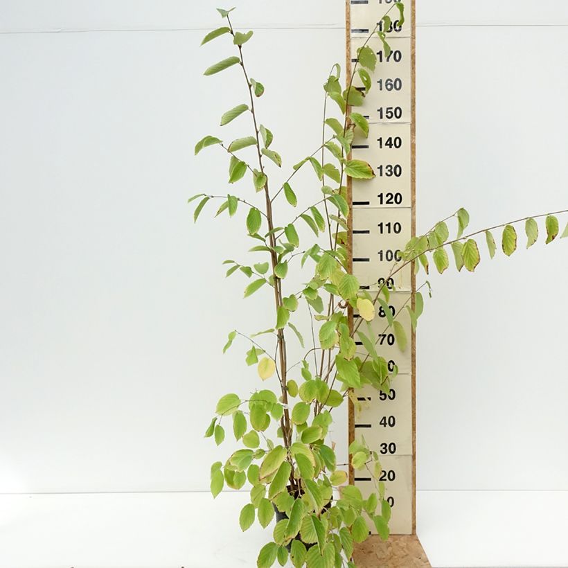Exemplaar van Corylopsis sinensis sinensis - Schijnhazelaar Pot van 4 l/5 l zoals geleverd in de zomer