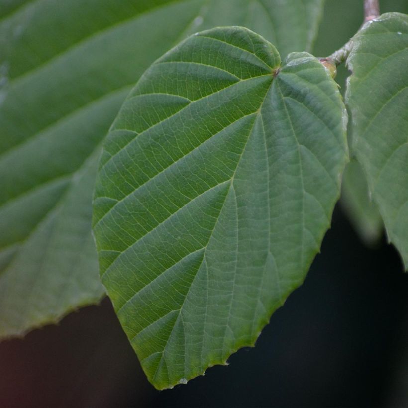 Corylopsis spicata - Toortsslingeraar (Foliage)