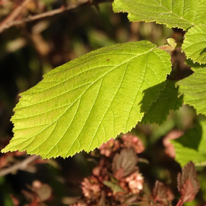 Corylus avellana Agnieszka - Noisetier bont (Blad)