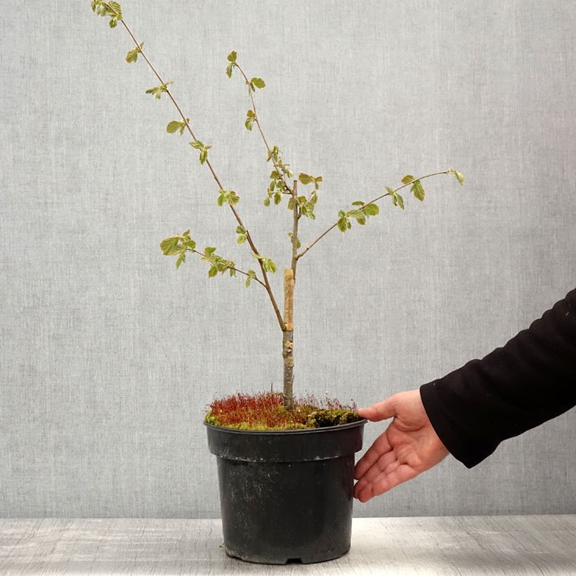 Exemplaar van Corylus avellana Agnieszka - Noisetier bont Pot van 4 l/5 l zoals geleverd in de lente