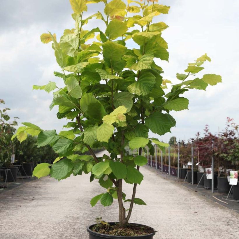 Example of Corylus avellana Aurea - Noisetier doré. Pot van 18 l/20 l as you get