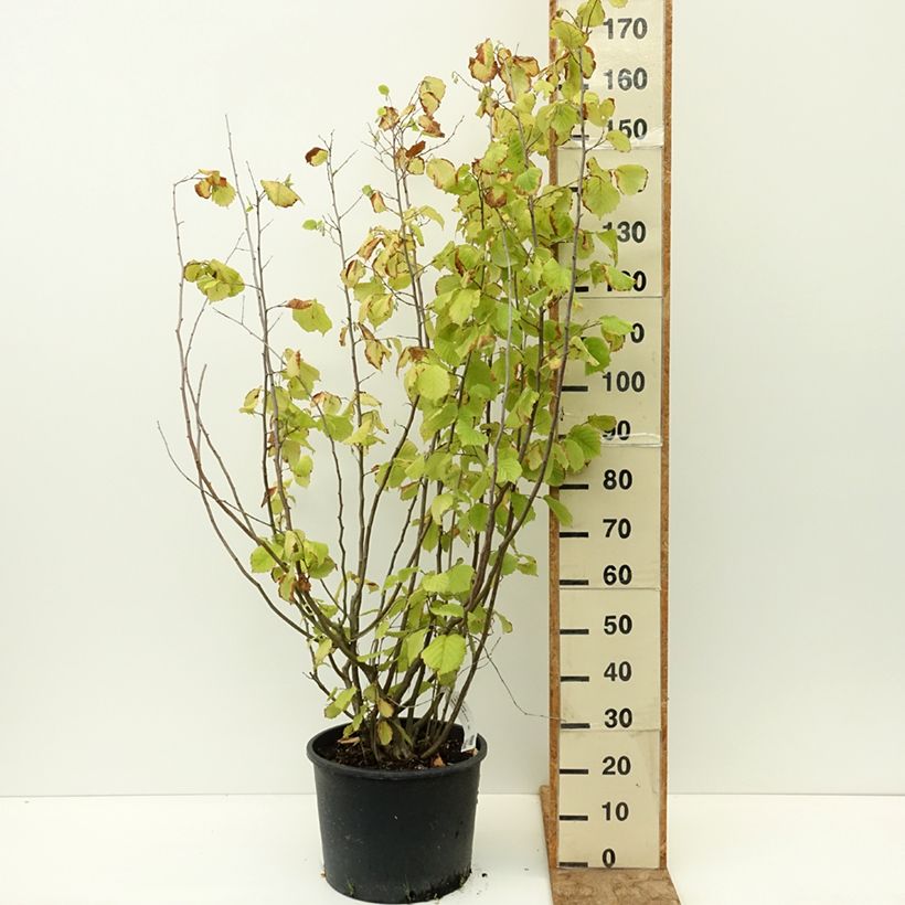 Exemplaar van Corylus avellana Aurea - Hazelaar Pot van 18 l/20 l zoals geleverd in de zomer