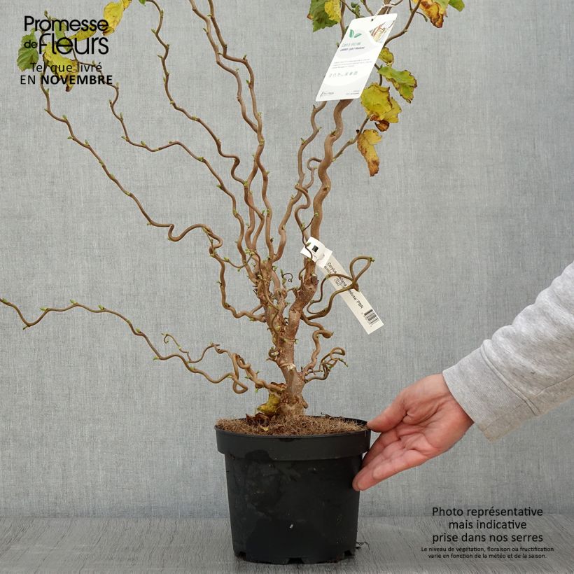Exemplaar van Corylus avellana Contorta Medusa - Noisetier tortueux nain Pot van 3 l/4 l zoals geleverd in de herfst
