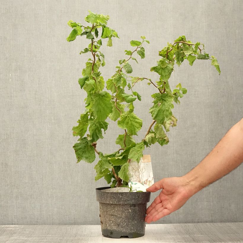 Exemplaar van Corylus avellana Contorta Medusa - Noisetier tortueux nain Pot van 3 l/4 l zoals geleverd in de zomer
