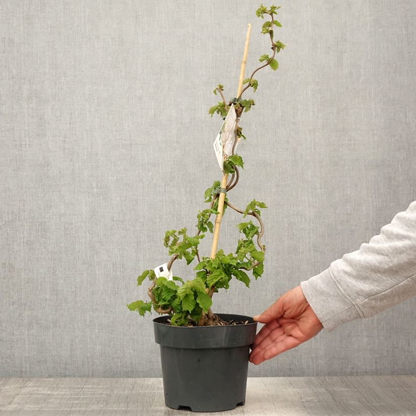 Exemplaar van Corylus avellana Contorta Medusa - Noisetier tortueux nain Pot van 3 l/4 l zoals geleverd in de lente