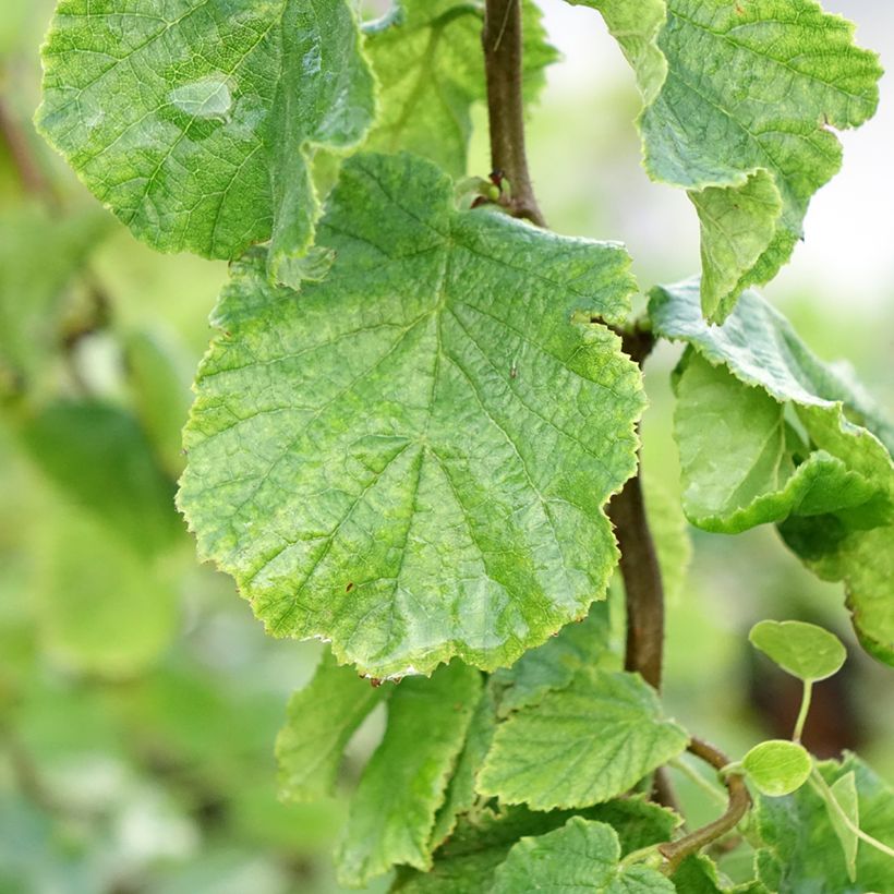 Corylus avellana Contorta Medusa - Noisetier tortueux nain (Blad)