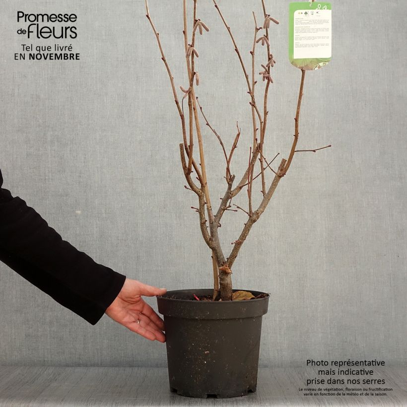 Exemplaar van Corylus avellana Rode Zellernoot - Hazel Pot van 7,5 l/10 l zoals geleverd in de herfst