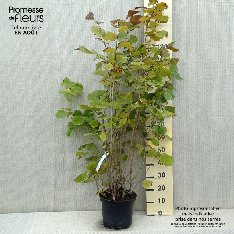 Exemplaar van Corylus avellana Rode Zellernoot - Hazel Pot van 7,5 l/10 l zoals geleverd in de zomer