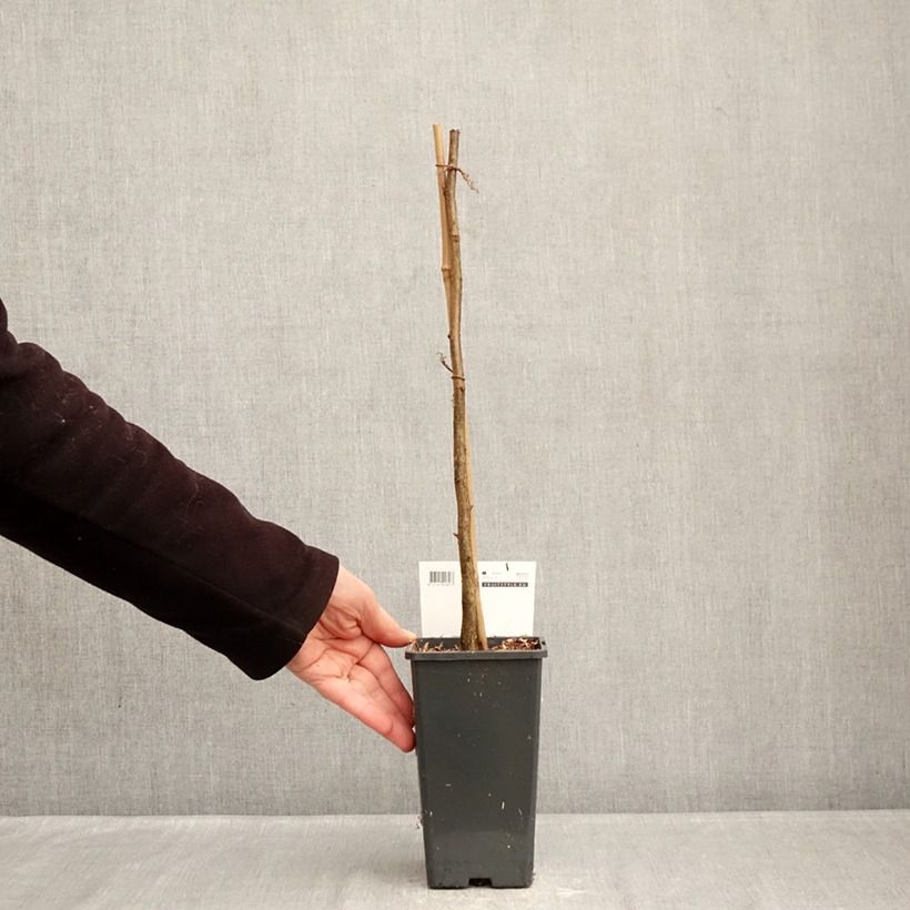 Exemplaar van Corylus avellana Rode Zellernoot - Hazel Pot van 1,5 l/2 l zoals geleverd in de winter