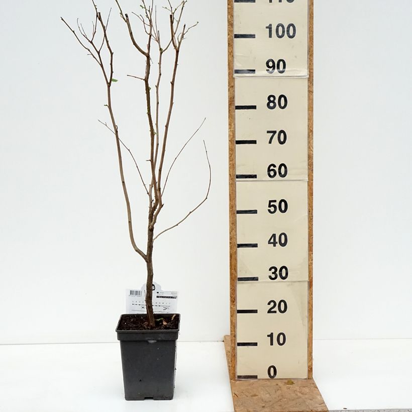 Exemplaar van Corylus avellana Rode Zellernoot - Hazel Pot van 3 l/4 l, Struik zoals geleverd in de herfst