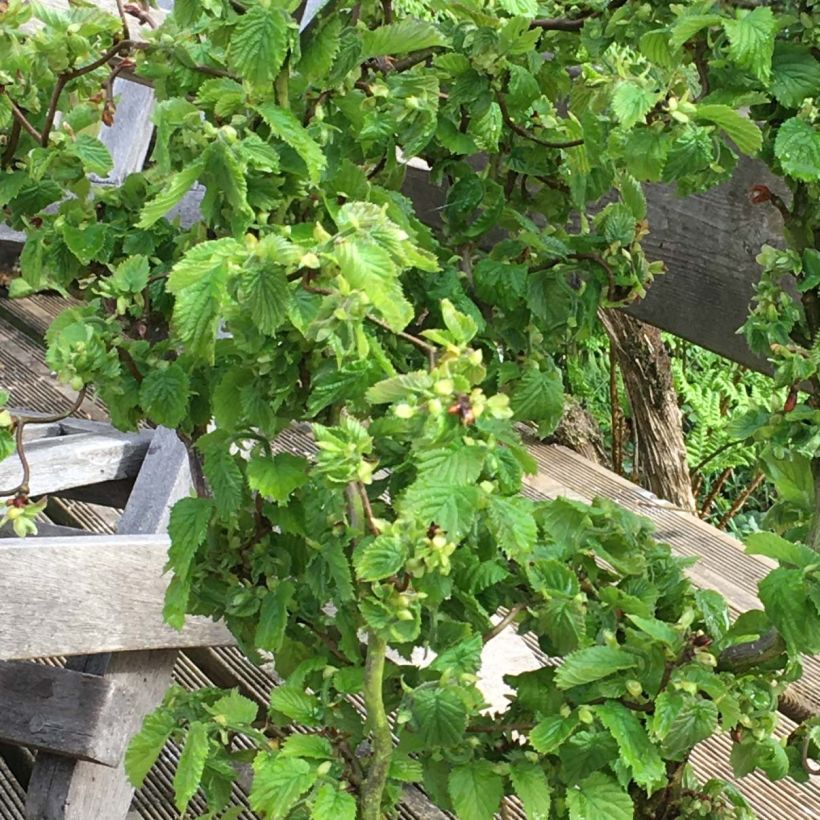 Corylus avellana Scooter - Hazelaar (Foliage)