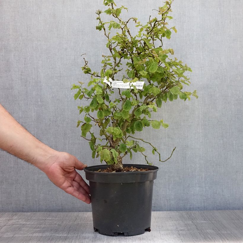 Exemplaar van Corylus avellana Scooter - Hazelaar Pot van 4 l/5 l zoals geleverd in de zomer