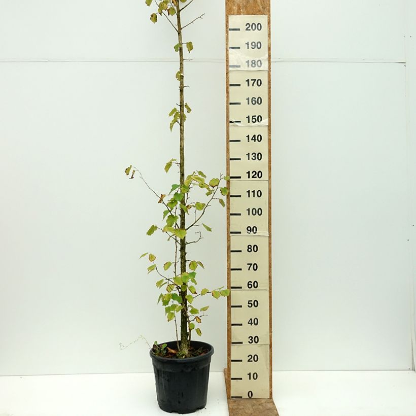 Exemplaar van Corylus colurna - Turkse hazelaar Pot van 12 l/15 l zoals geleverd in de zomer