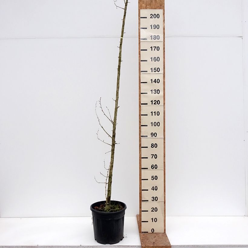 Exemplaar van Corylus colurna - Turkse hazelaar Pot van 12 l/15 l zoals geleverd in de winter