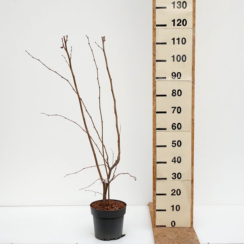 Exemplaar van Corylus maxima Juningia - Lambertsnoot Pot van 4 l/5 l zoals geleverd in de herfst
