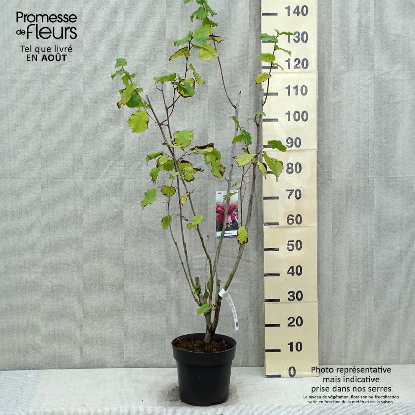 Exemplaar van Corylus maxima Juningia - Lambertsnoot Pot van 4 l/5 l zoals geleverd in de zomer