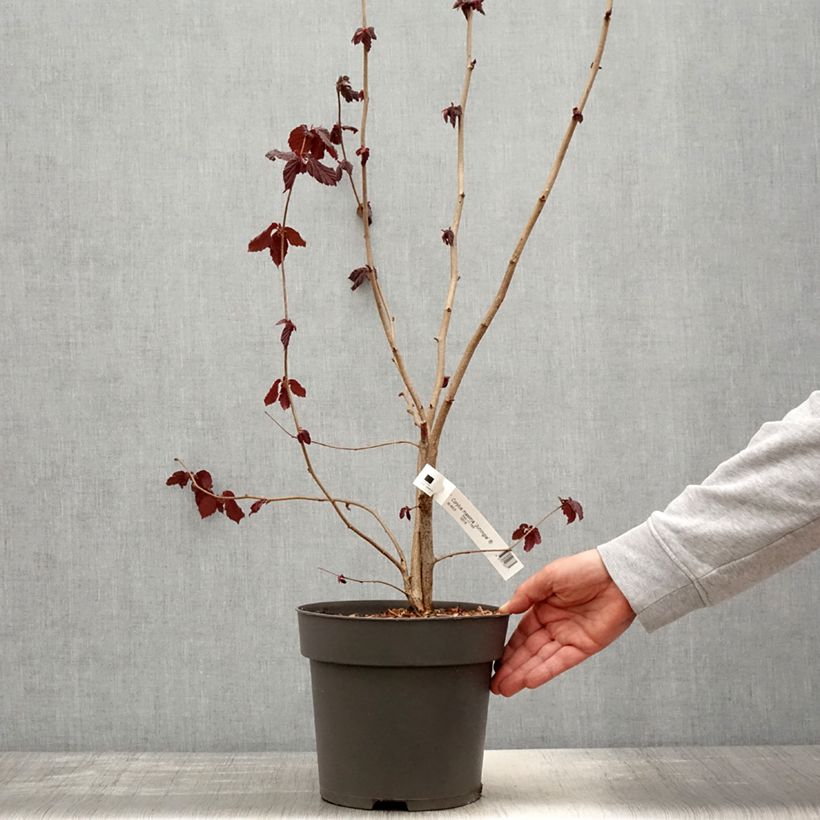 Exemplaar van Corylus maxima Juningia - Lambertsnoot Pot van 4 l/5 l zoals geleverd in de lente