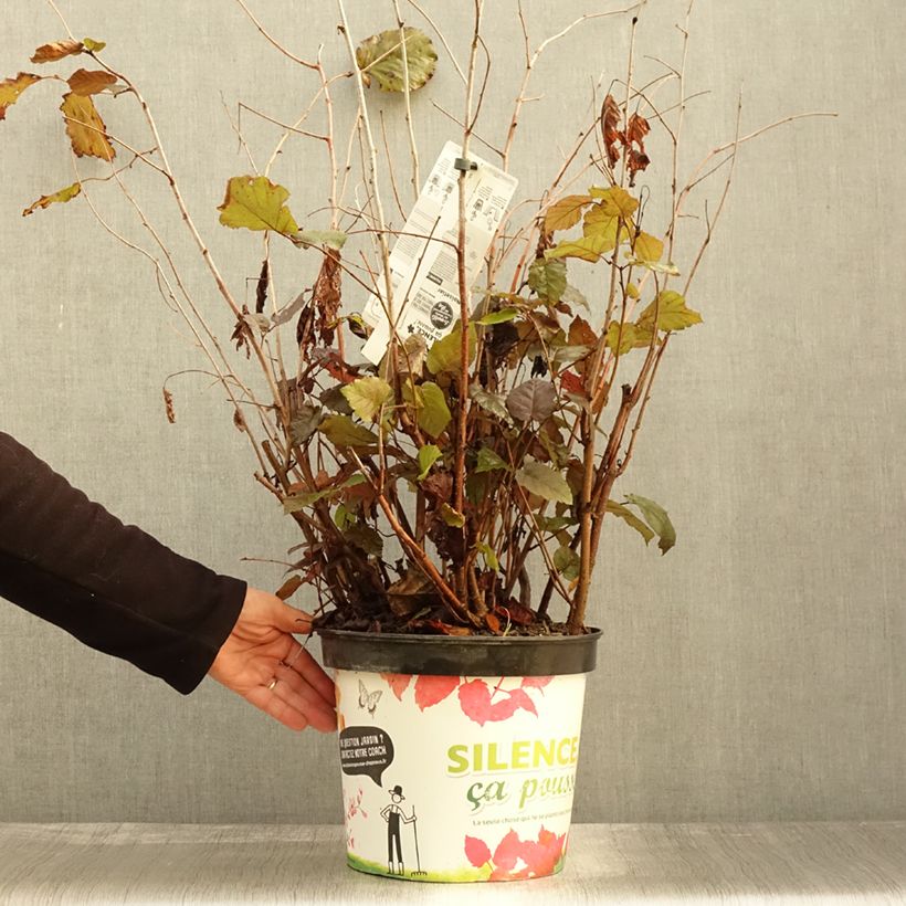 Exemplaar van Corylus maxima Purpurea - Lambertsnoot Pot van 7,5 l/10 l zoals geleverd in de herfst
