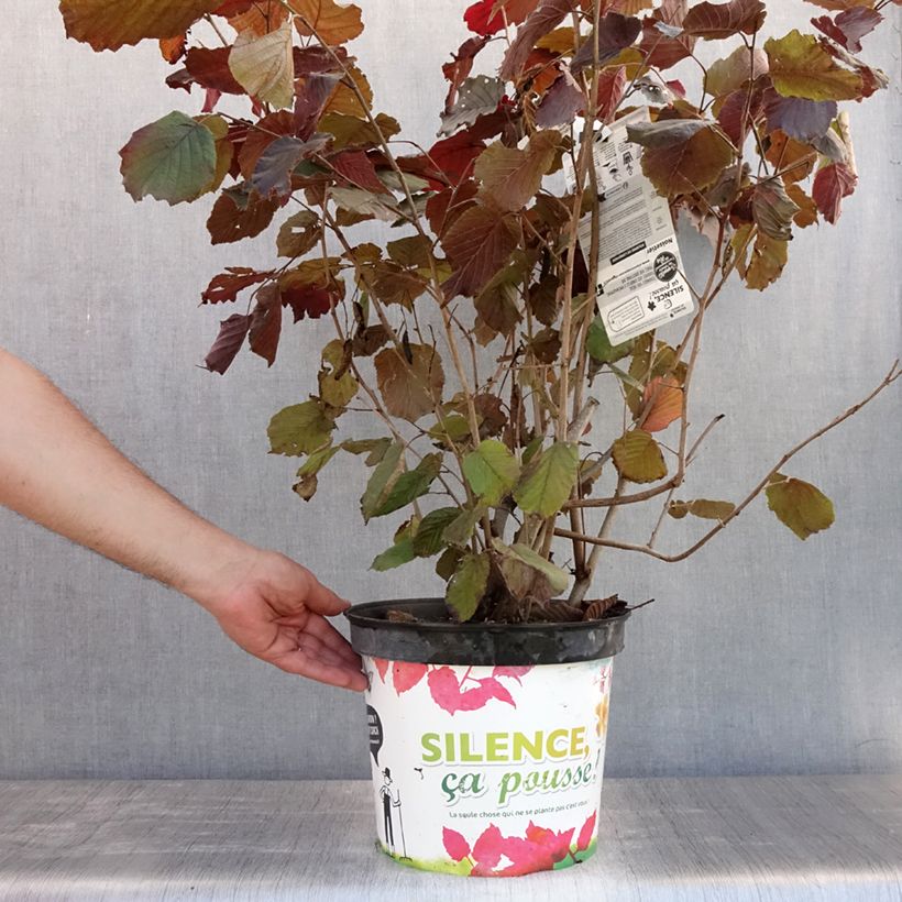 Exemplaar van Corylus maxima Purpurea - Lambertsnoot Pot van 7,5 l/10 l zoals geleverd in de zomer