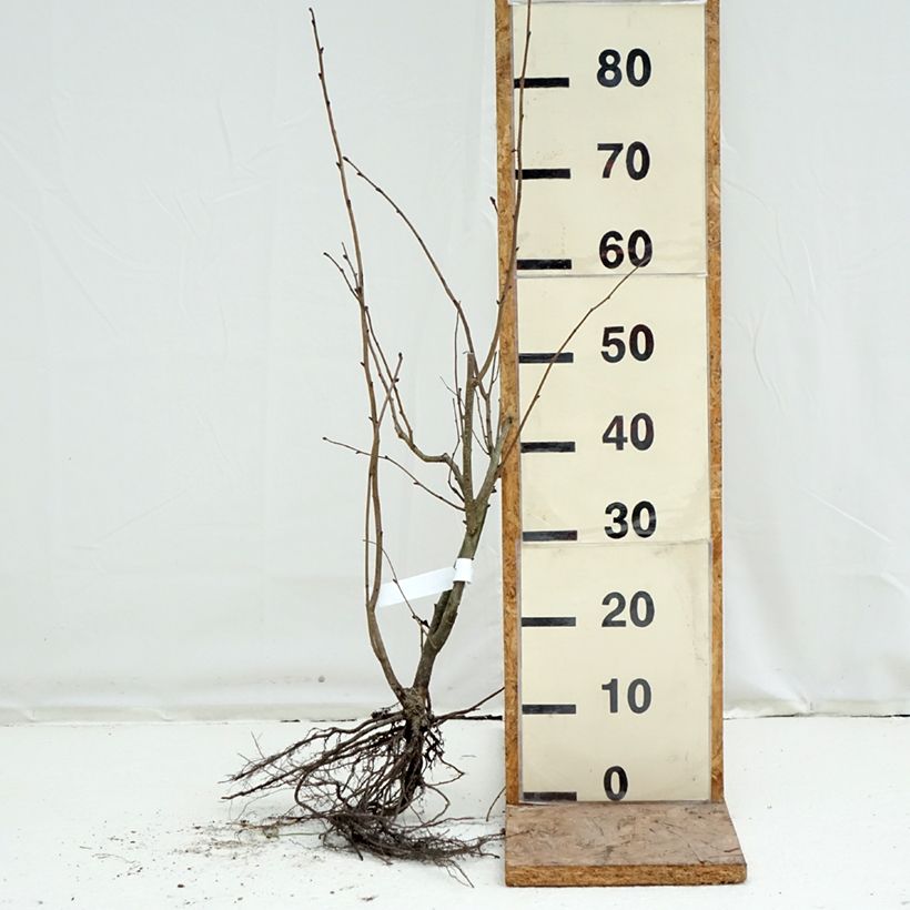 Exemplaar van Corylus maxima Purpurea - Lambertsnoot Naakte wortel zoals geleverd in de winter