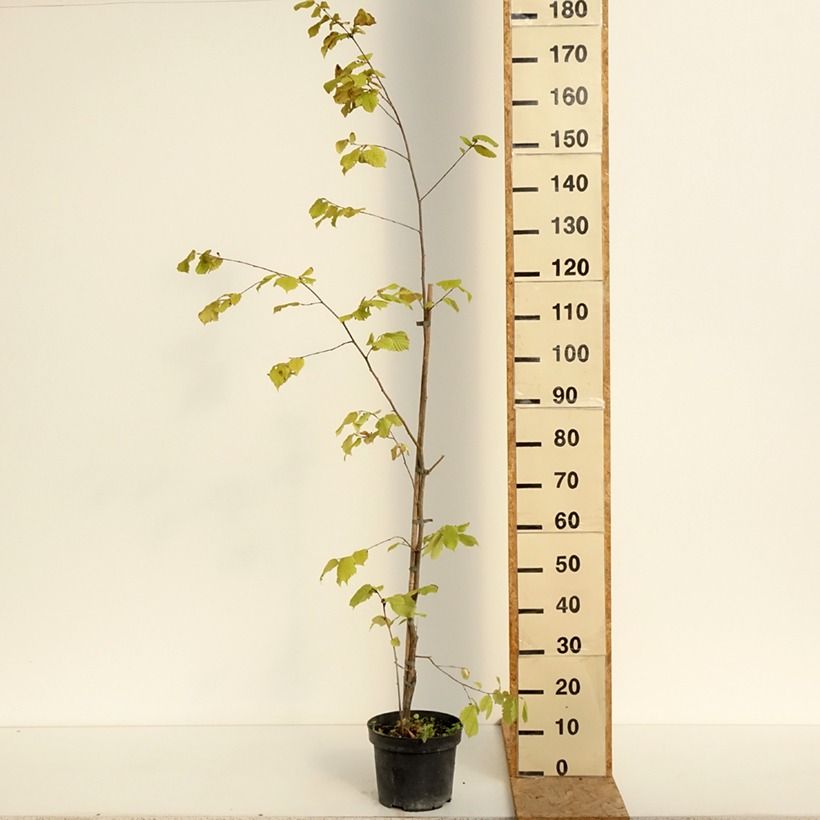 Exemplaar van Corylus sieboldiana - Japanse hazelnoot Pot van 4 l/5 l zoals geleverd in de zomer