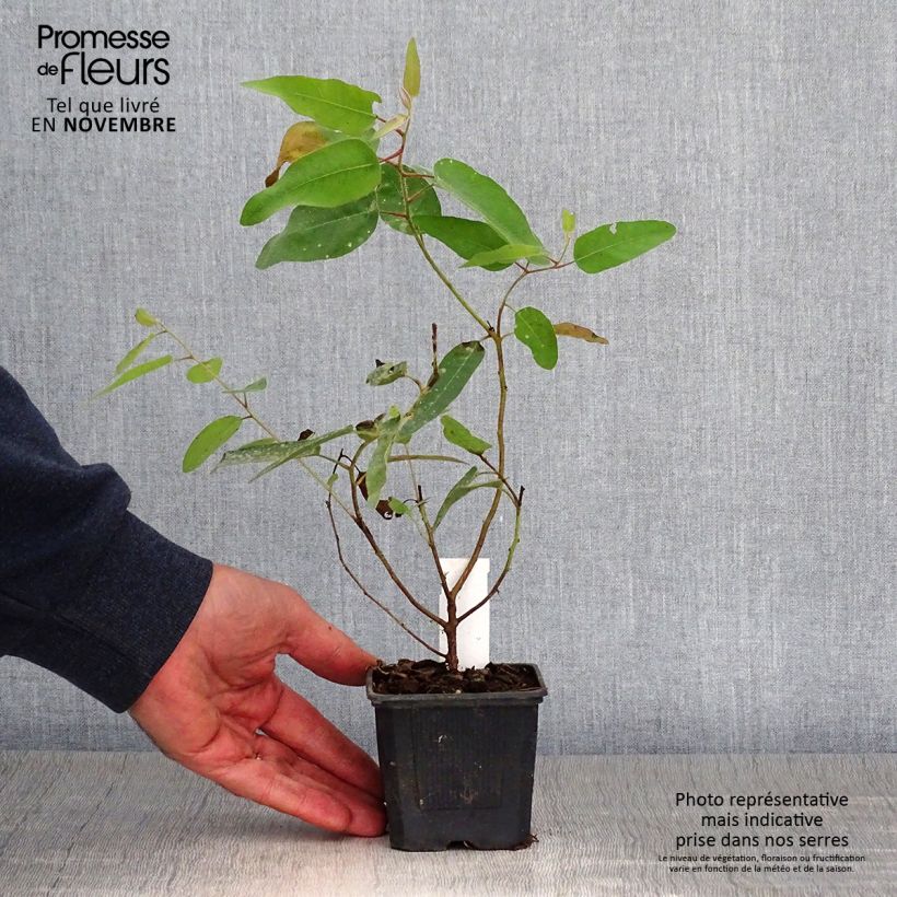 Exemplaar van Corymbia citriodora - Eucalyptus citroen Kweekpotje van 8/9 cm zoals geleverd in de herfst