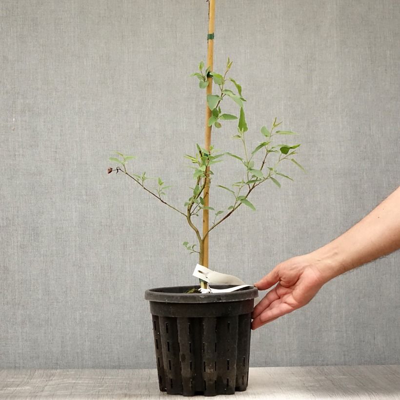 Exemplaar van Corymbia citriodora - Eucalyptus citroen Pot van 3 l/4 l zoals geleverd in de zomer