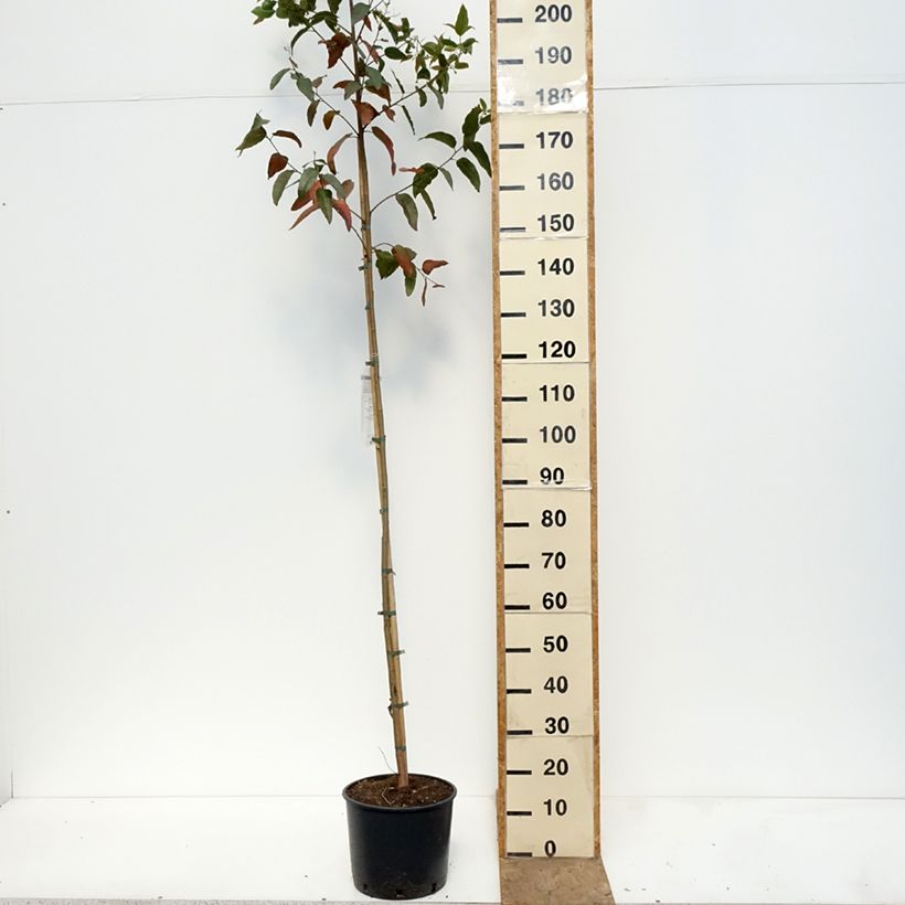 Exemplaar van Corymbia citriodora - Eucalyptus citroen Pot van 7,5 l/10 l zoals geleverd in de lente