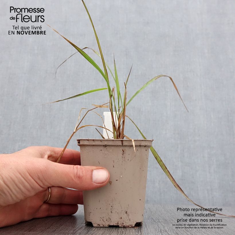 Exemplaar van Corynephorus canescens Spiky Blue - Buntgras Kweekpotje van 8/9 cm zoals geleverd in de herfst