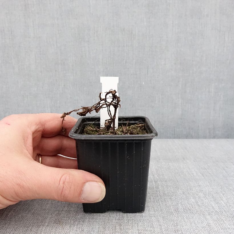 Exemplaar van Cosmos atrosanguineus Black Magic - Chocolade cosmos Kweekpotje van 8/9 cm zoals geleverd in de winter