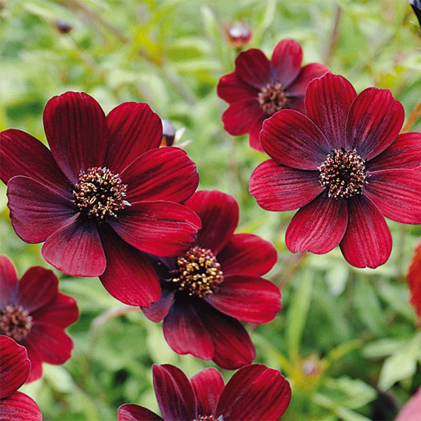 Cosmos atrosanguineus Chocamocha - Chocolade cosmos (Flowering)