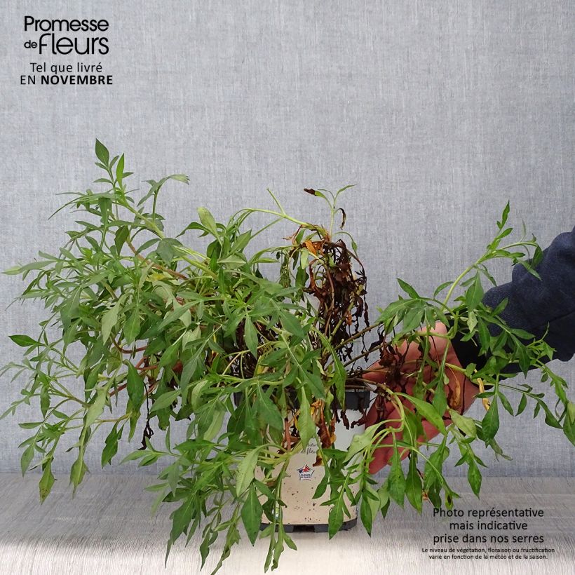 Exemplaar van Cosmos atrosanguineus Chocamocha - Cosmos chocolat Pot de 2L/3L zoals geleverd in de herfst