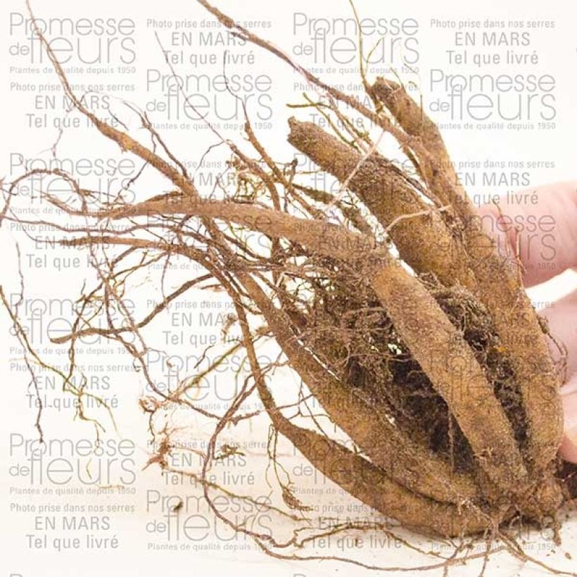 Example of Cosmos atrosanguineus - Chocolade cosmos Bol size I as you get