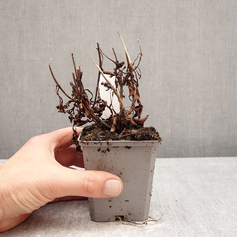 Exemplaar van Cosmos atrosanguineus - Chocolade cosmos Kweekpotje van 8/9 cm kaliber I zoals geleverd in de winter