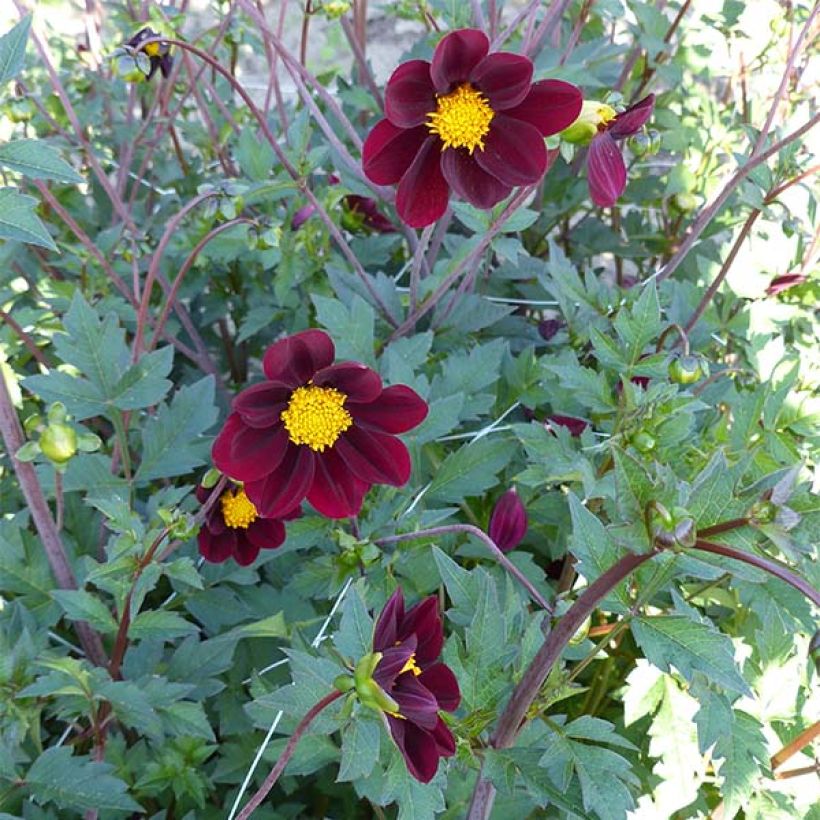 Cosmos Mexican Star (Flowering)