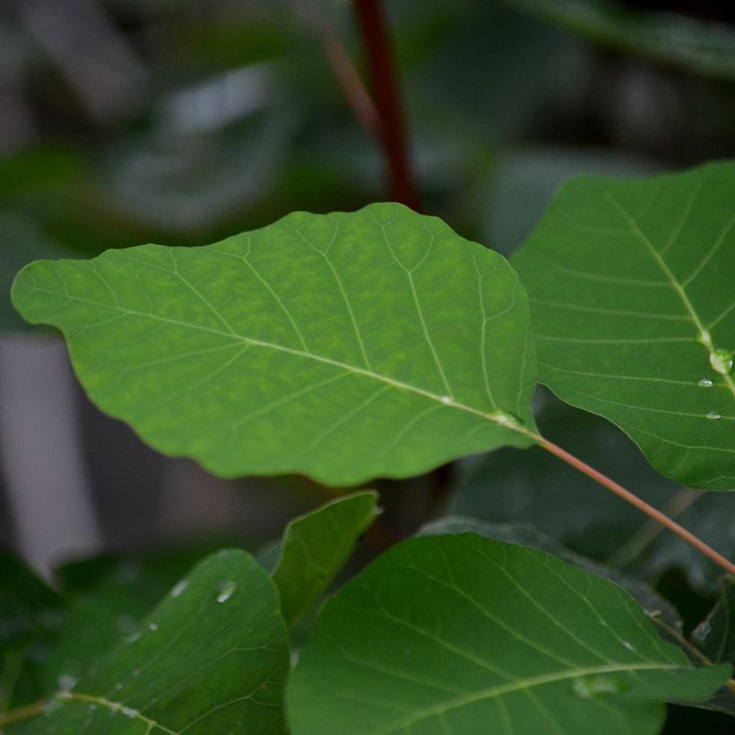 Cotinus coggygria - Pruikenboom (Foliage)
